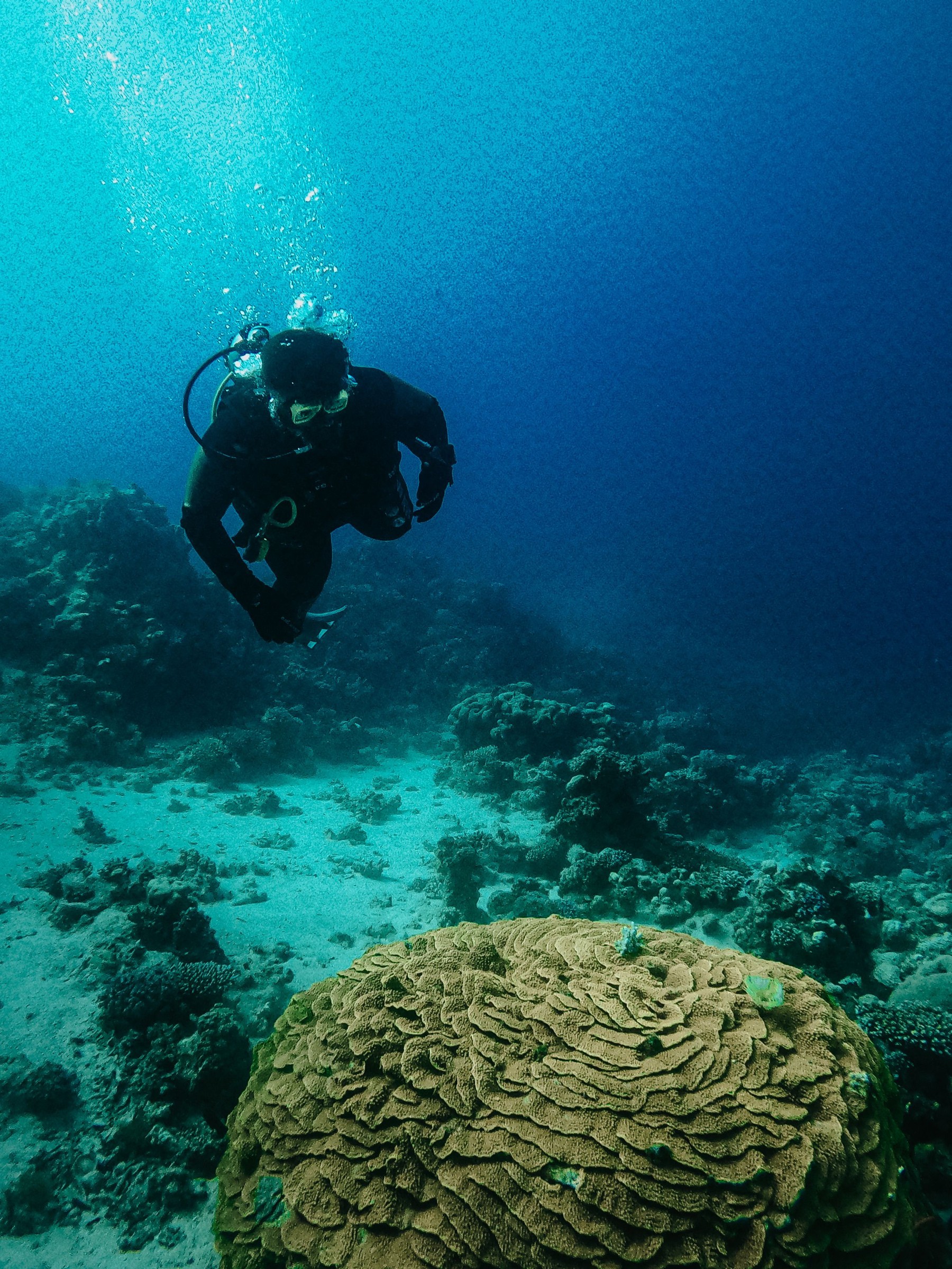 Scuba diver exploring coral formations in the Red Sea.