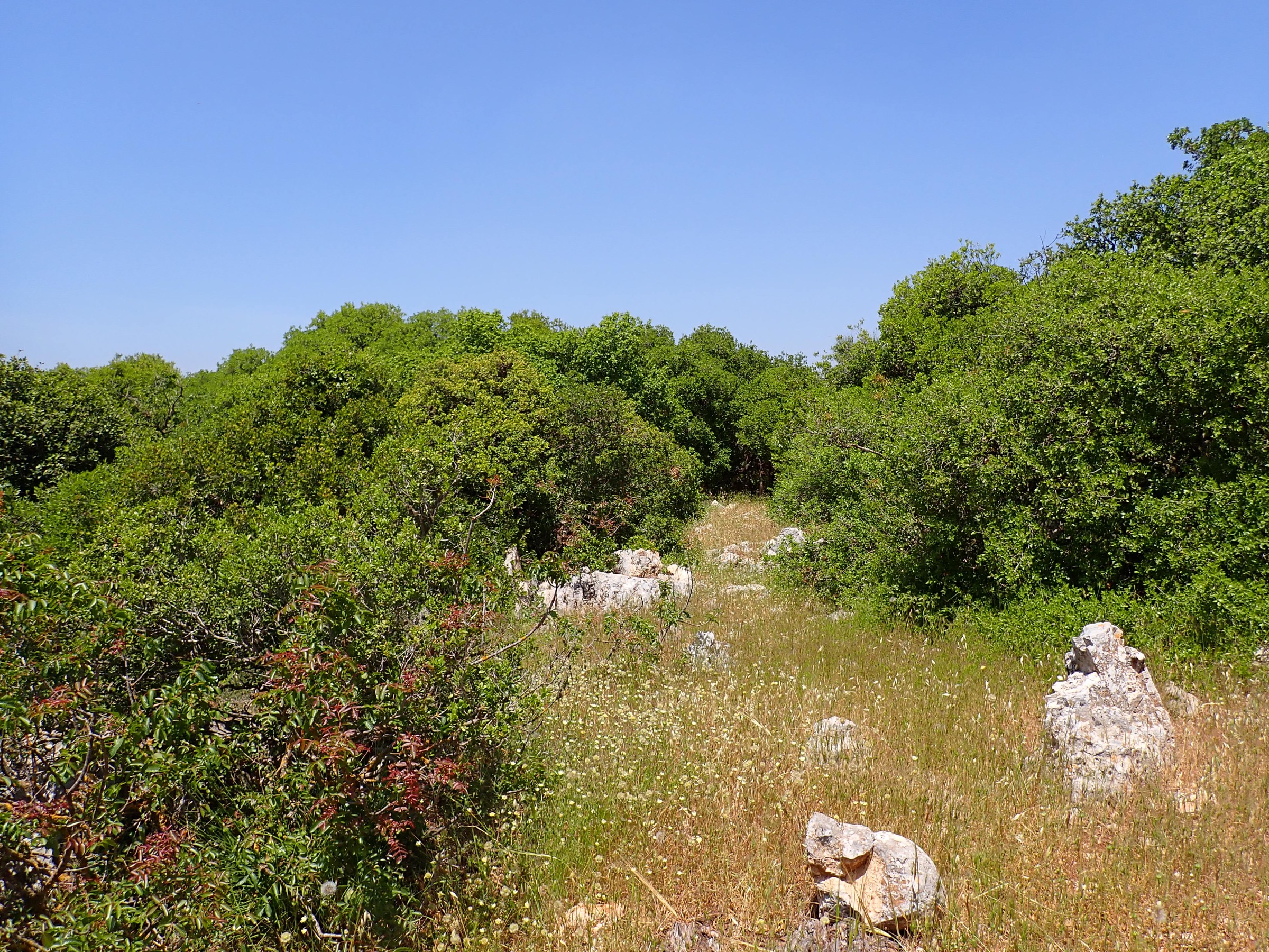 Green woodland in Ajloun Forest Reserve, Jordan.