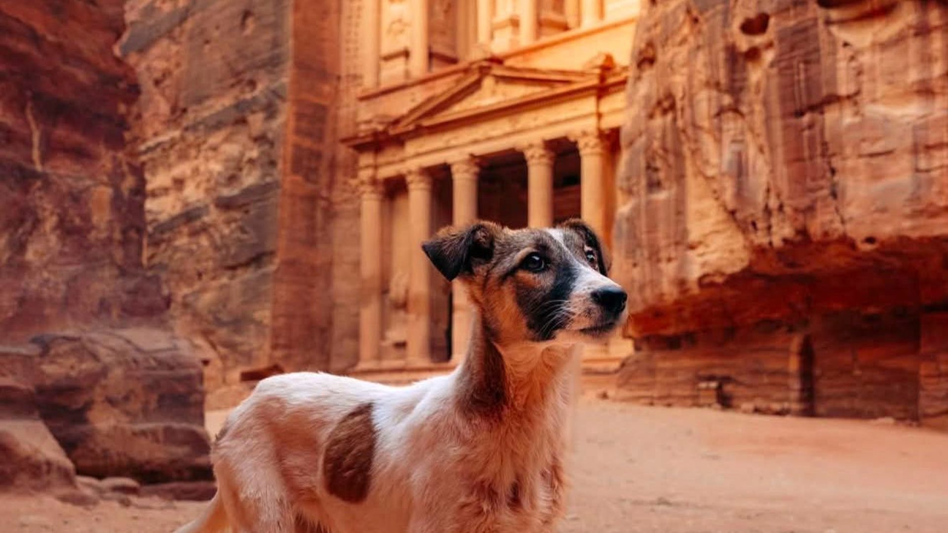 Petra Treasury in Jordan with a small dog standing in the foreground, surrounded by dramatic rose-red sandstone cliffs