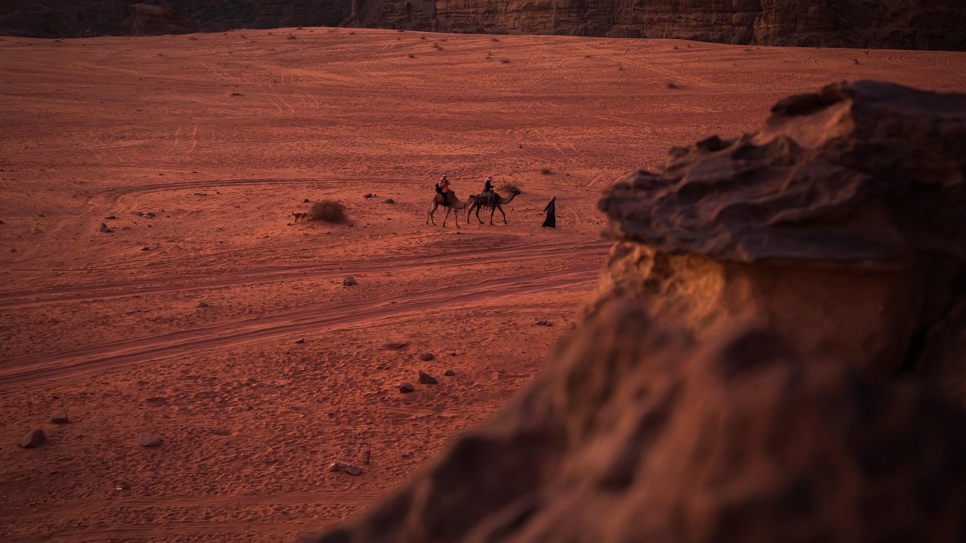Camel caravan crossing the red desert landscape of Wadi Rum, Jordan