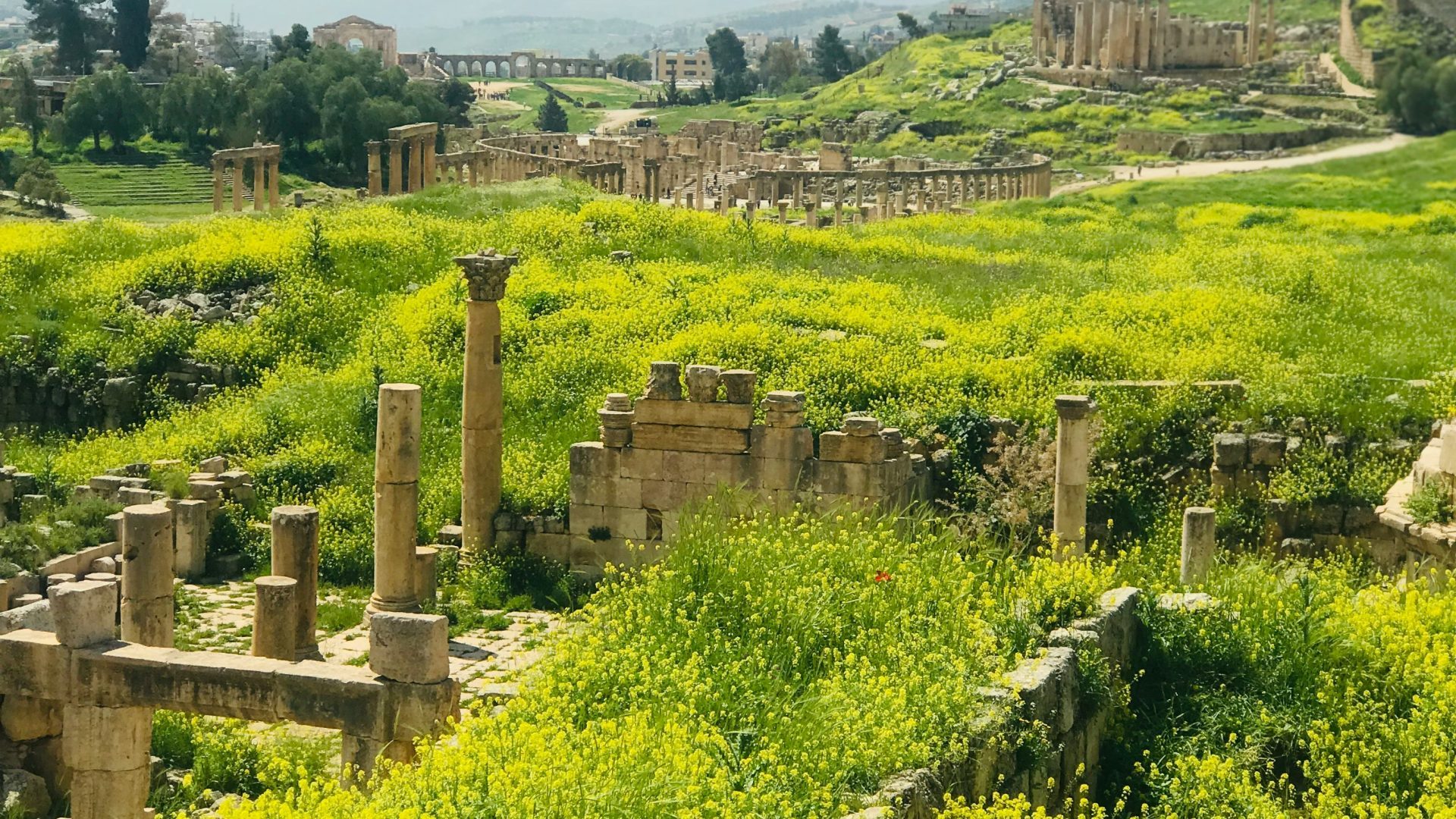 Ancient Roman ruins of Jerash, Jordan, surrounded by lush green fields and colorful spring wildflowers, with historic stone columns and archaeological remains