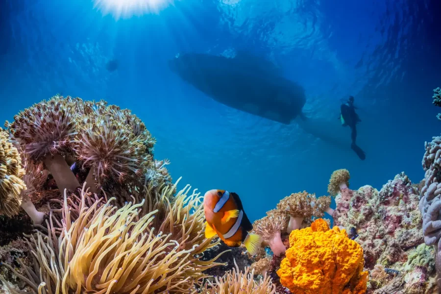 Aqaba Red Sea Adventure: Snorkeling, Wreck Diving & Glass-Bottom Boat