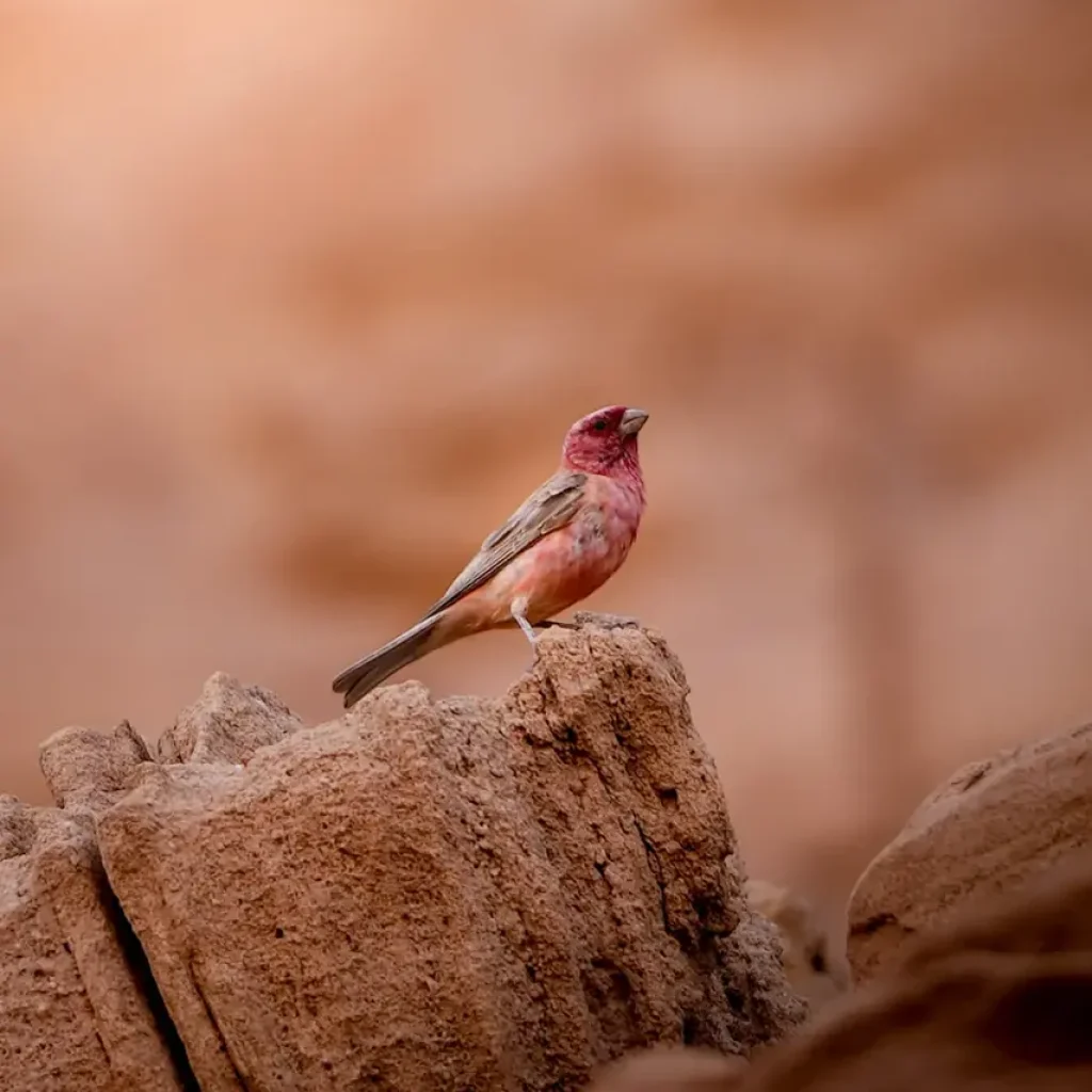 Wadi Rum Full-Day 4×4 Jeep Safari: Valley of the Moon