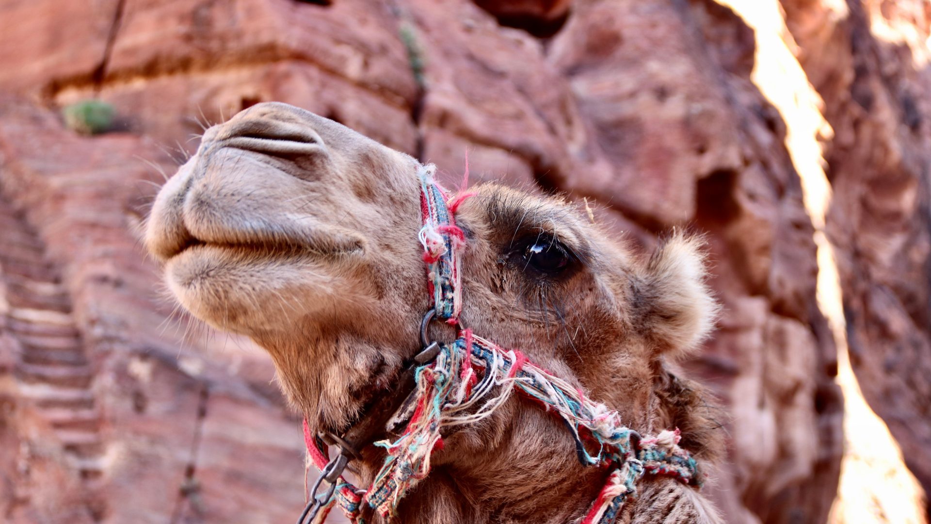 Decorated camel during a desert adventure in Jordan