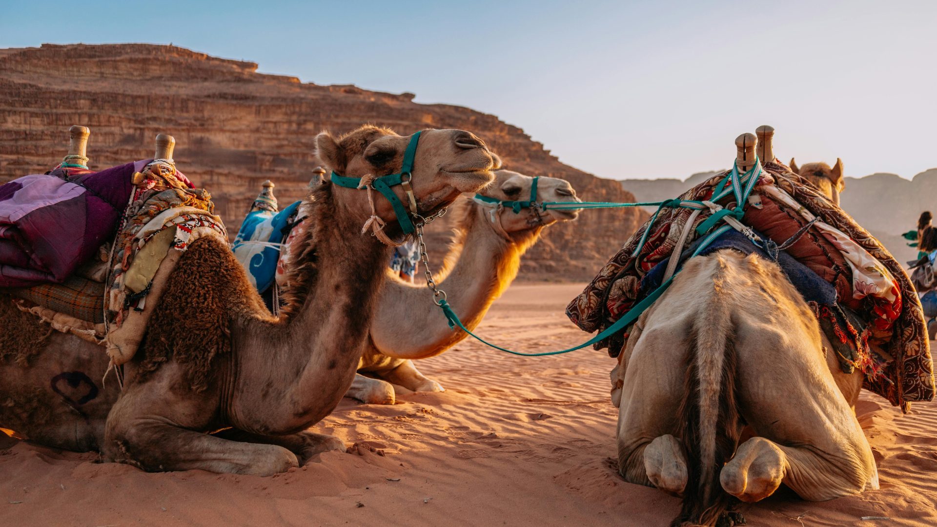 Camels resting in the desert, wearing traditional colorful saddles and harnesses, authentic Middle Eastern desert travel and camel riding experience