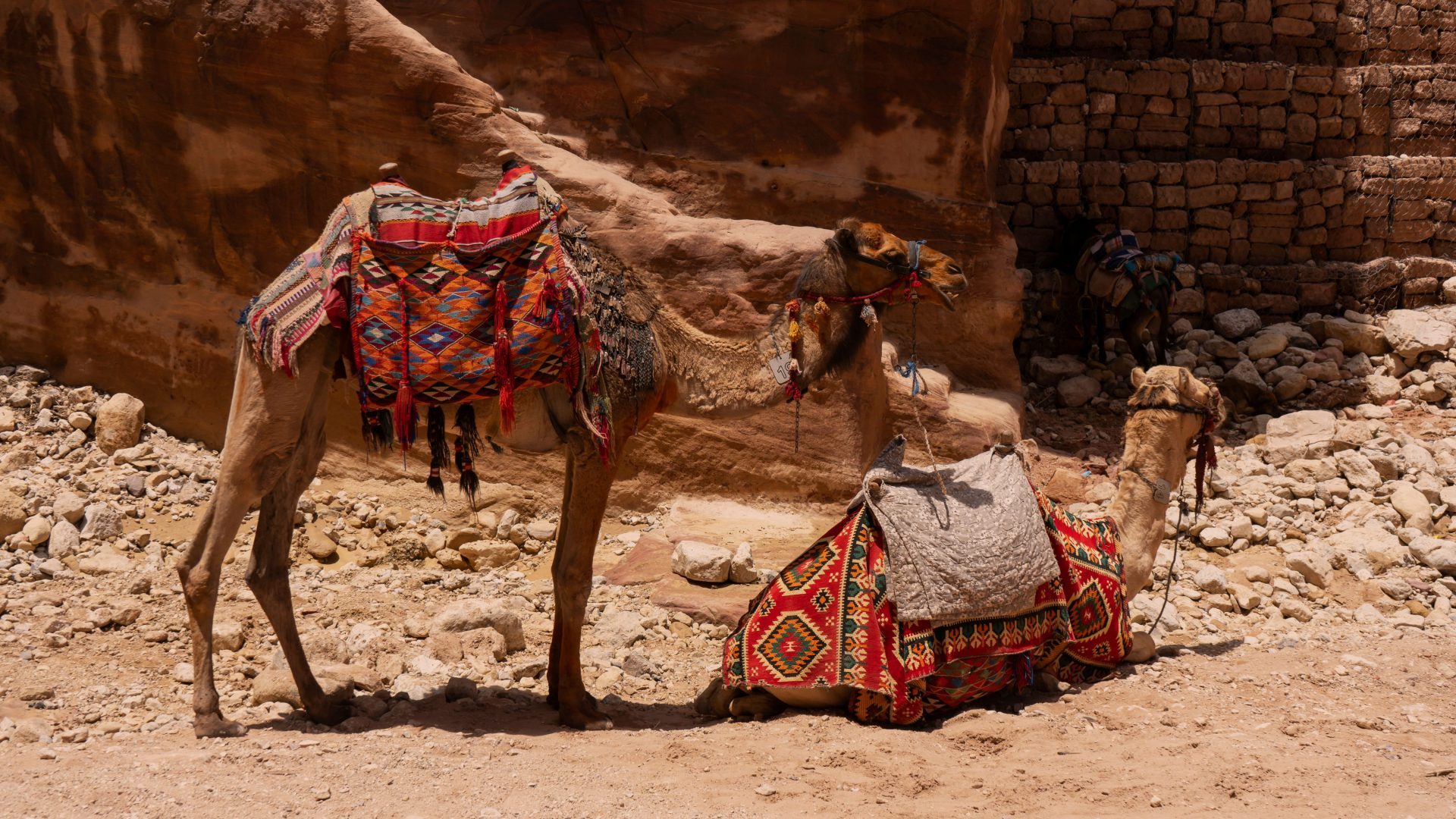 Camels in Petra, Jordan, wearing colorful traditional Bedouin saddles and decorative blankets, resting among the ancient rose-red sandstone landscape