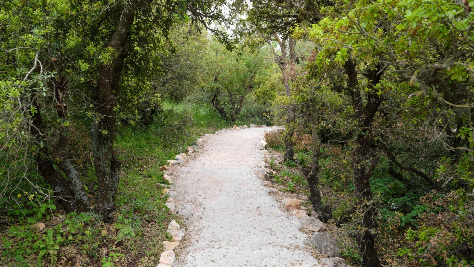 Forest hiking trail through the green highlands of northern Jordan