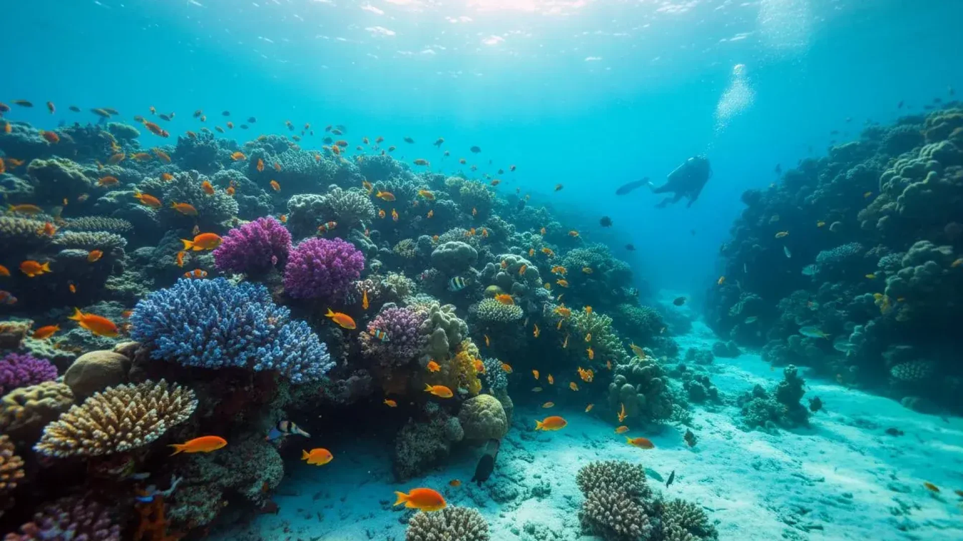 Red Sea Diving Aqaba