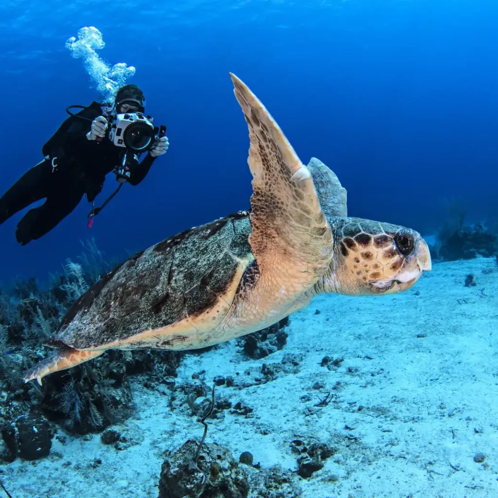 Red Sea Experiences