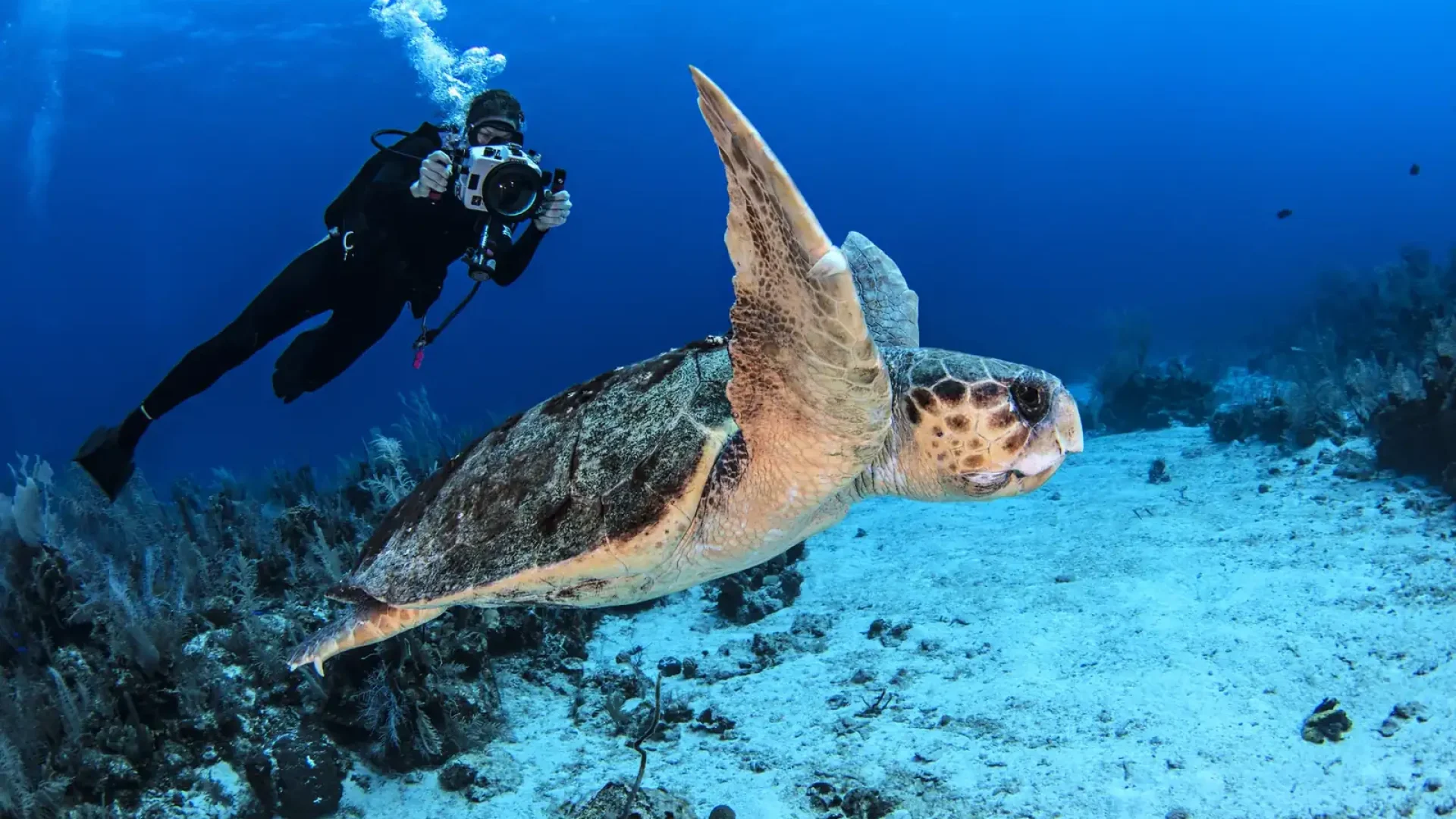 Red Sea Diving Aqaba
