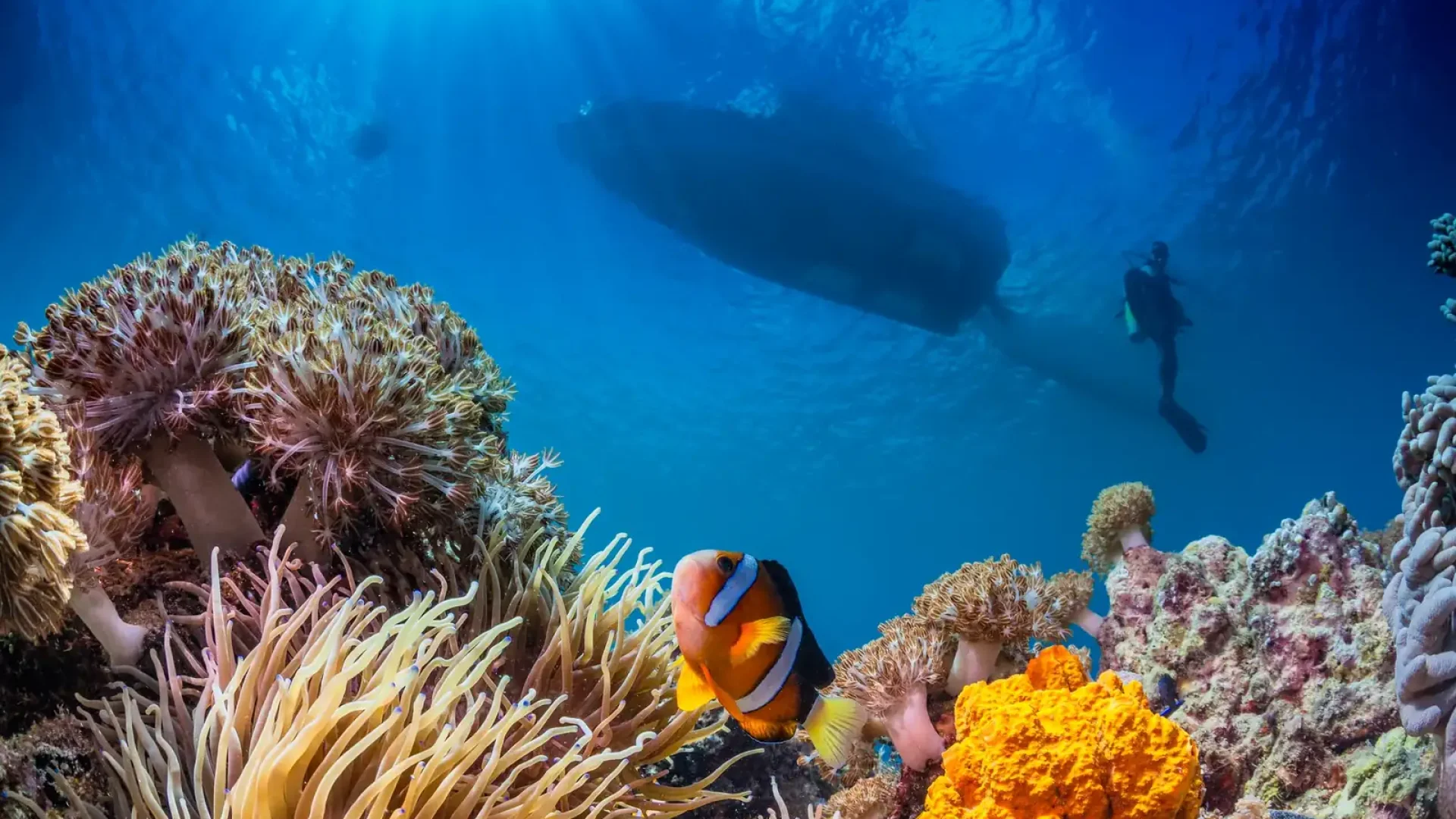 Red Sea Diving Aqaba