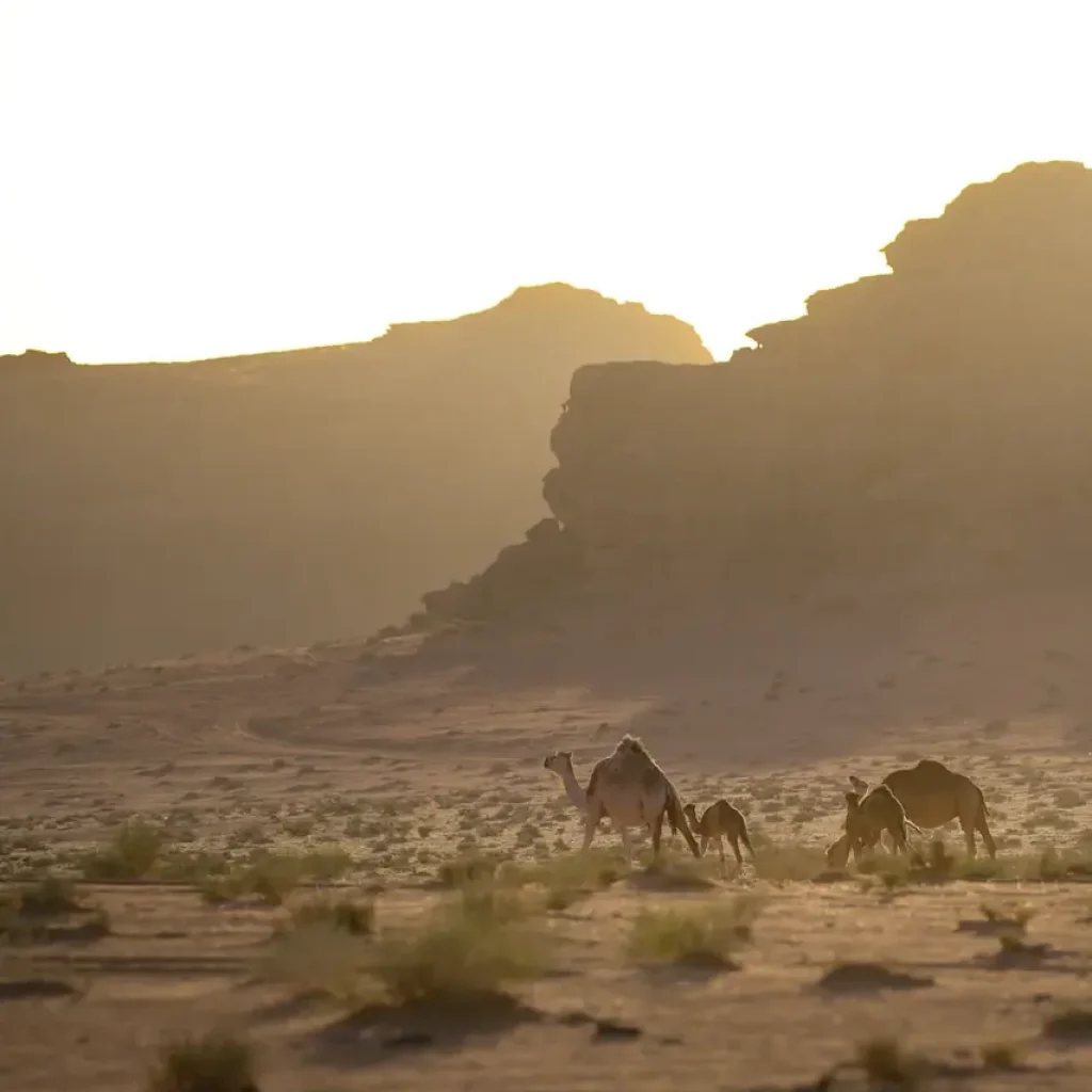 Wadi Rum Luxury Desert Camp