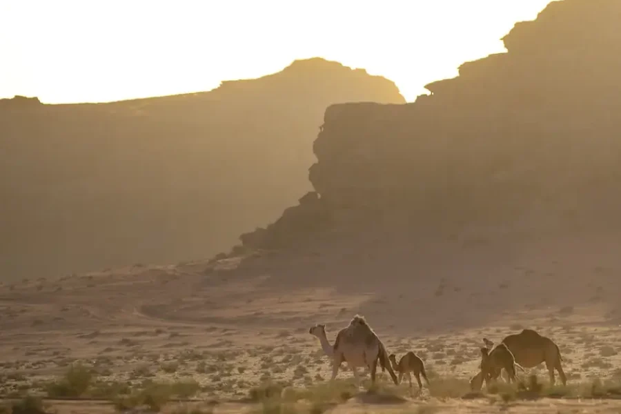 Wadi Rum Luxury Desert Camp