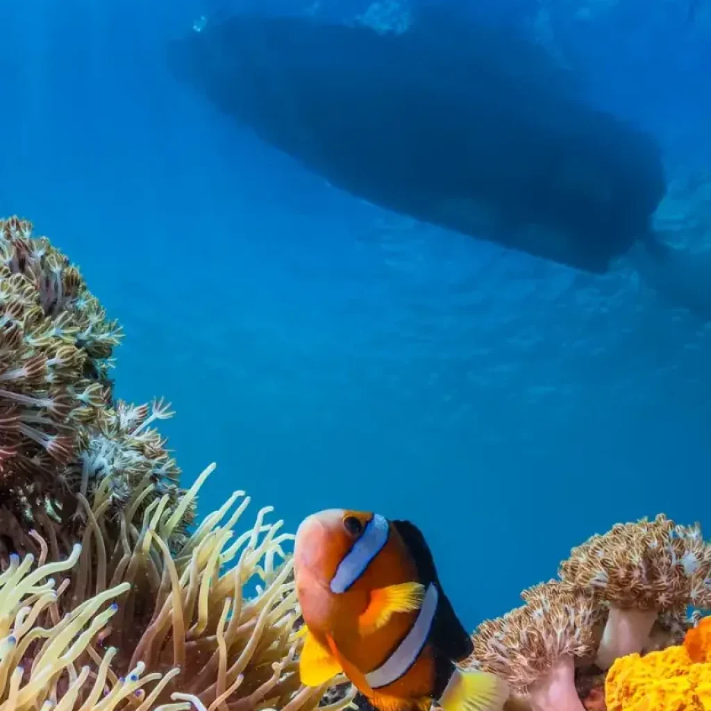 Red Sea Diving & Snorkeling Aqaba portrait gallery image