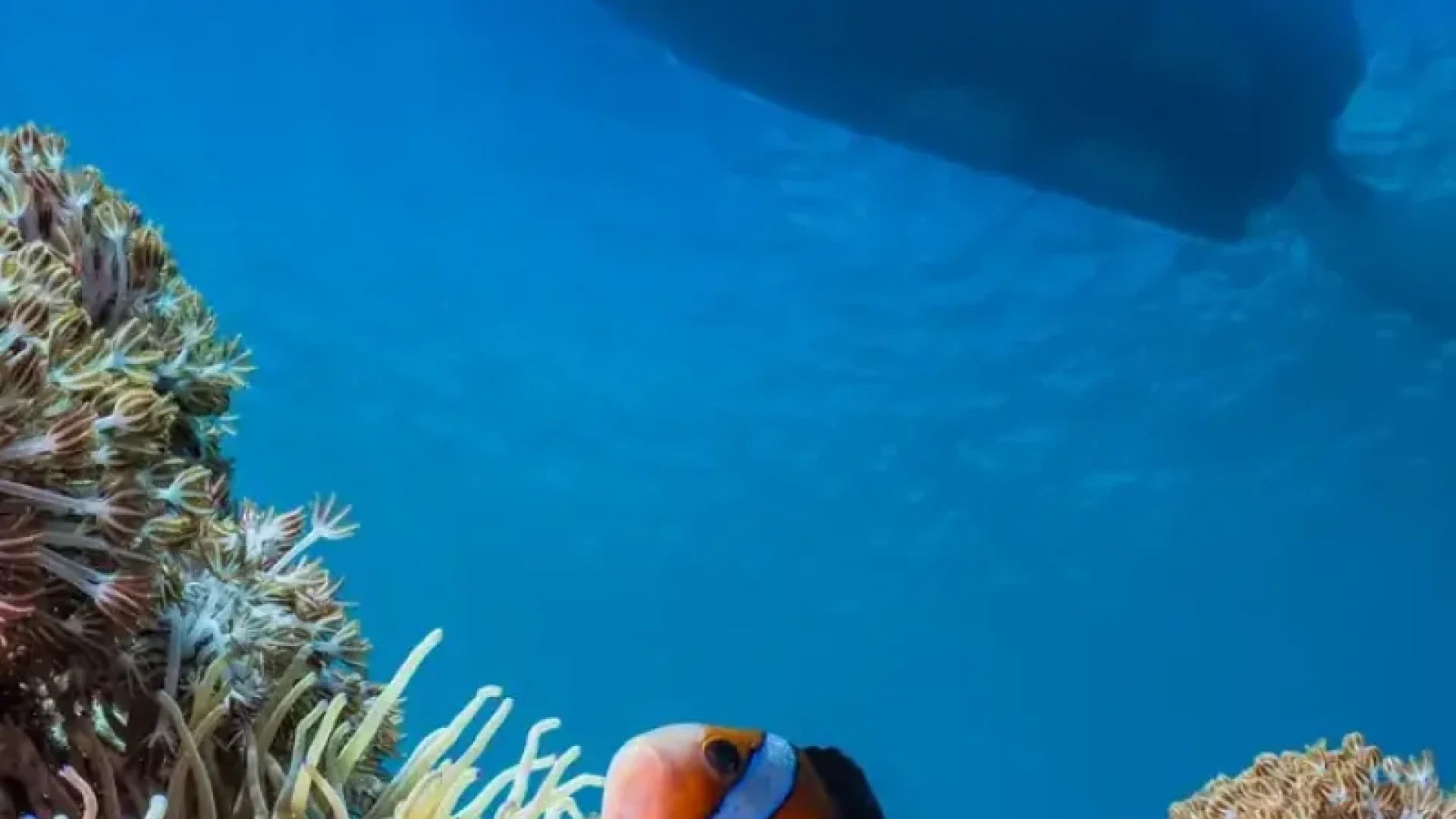 Red Sea Diving & Snorkeling Aqaba portrait gallery image