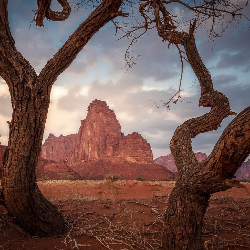 Towering red sandstone cliffs framed by twisted, leafless trees in a sandy desert beneath a cloudy sky.